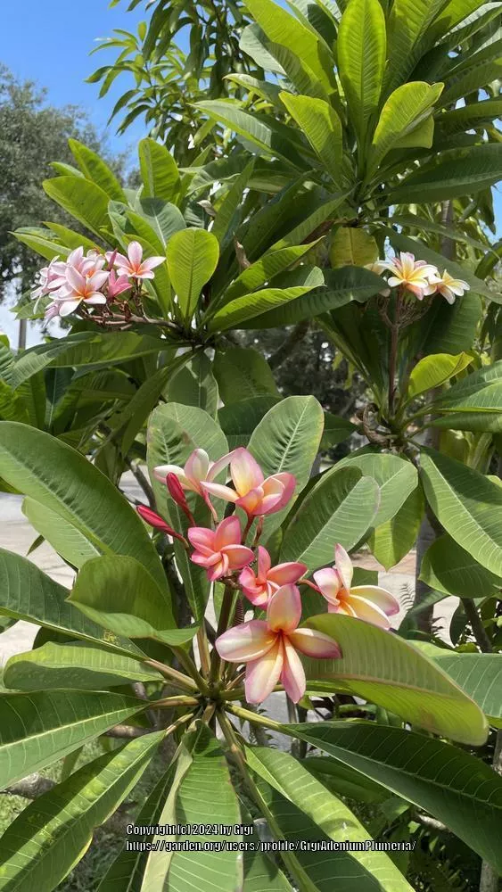 Plumeria 'Compact Mix'