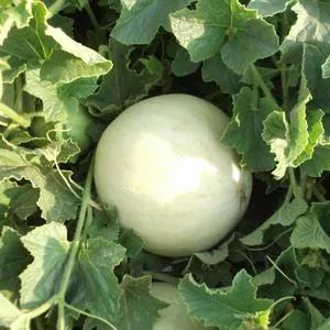 Honeydew, Green Flesh Melon
