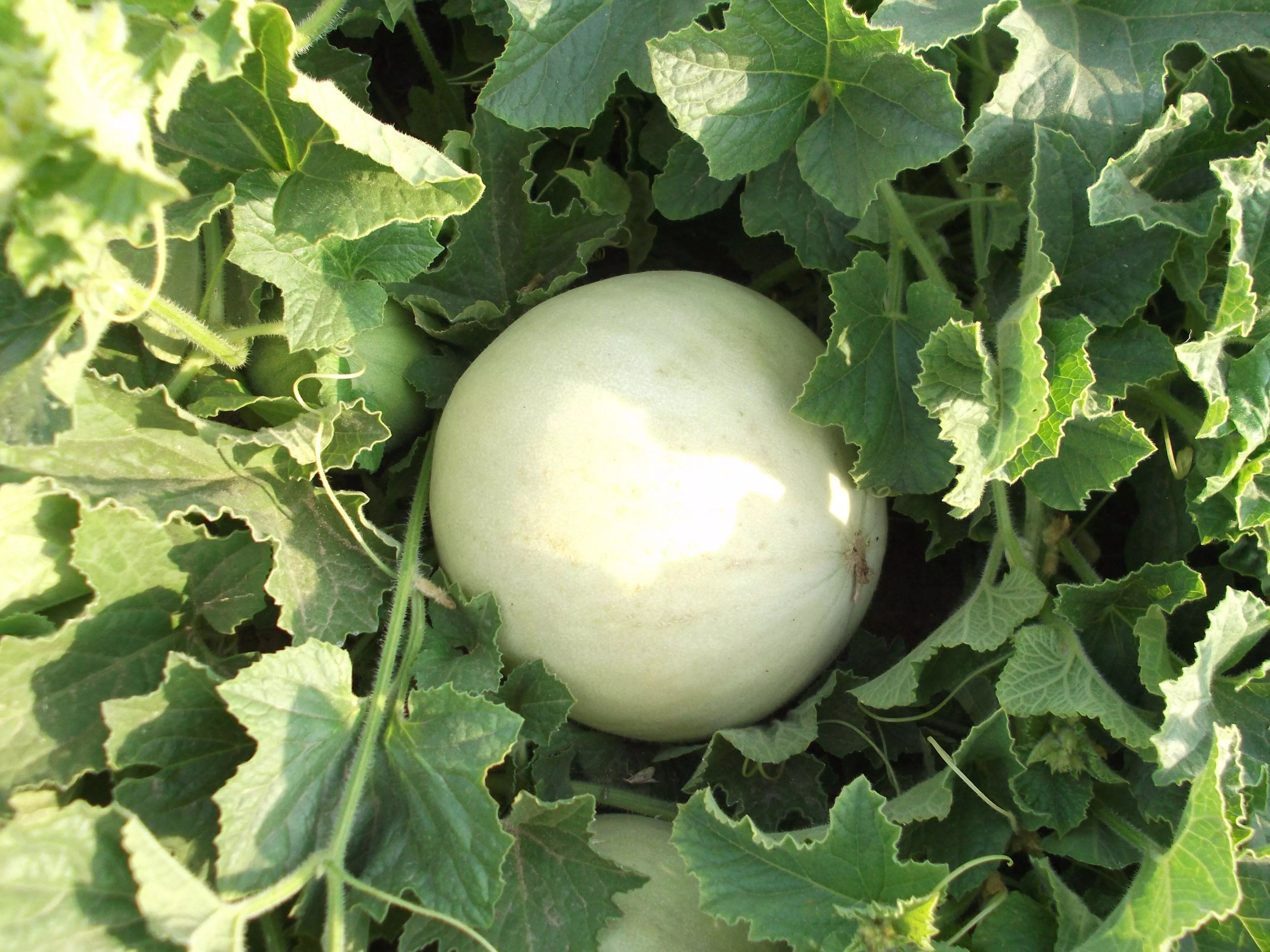 Honeydew, Green Flesh Melon