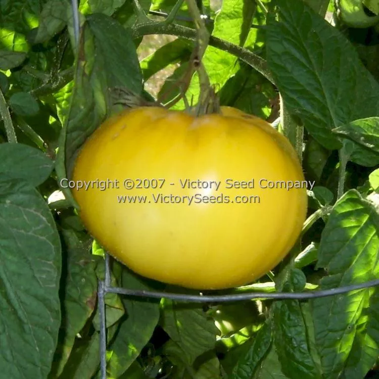 Lillian's Yellow Heirloom Tomato
