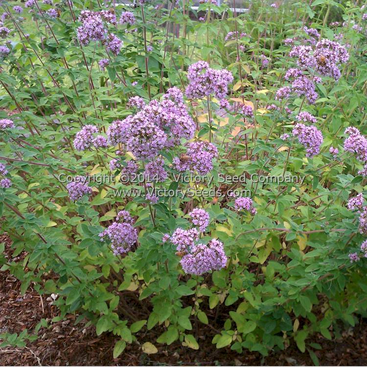 Oregano - Common Italian