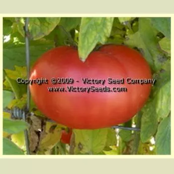 Livingston's Beauty Tomato
