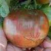 Fred's Tie Dye Tomato