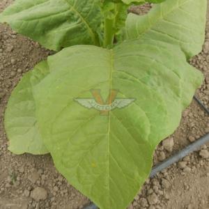 Silk Leaf Tobacco