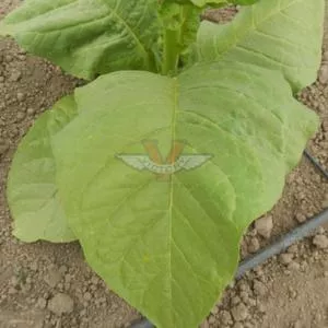 Silk Leaf Tobacco