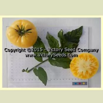 Summertime Gold Tomato