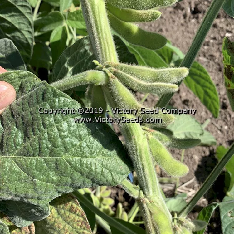 Velvet Soybean