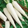 White Icicle Radish