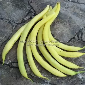 Pencil Pod Black Wax Garden Bean