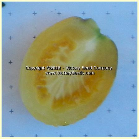 Dwarf Bendigo Moon Tomato