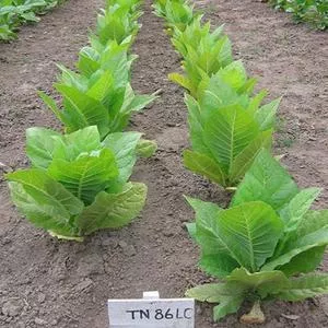 TN86 LC Burley Tobacco