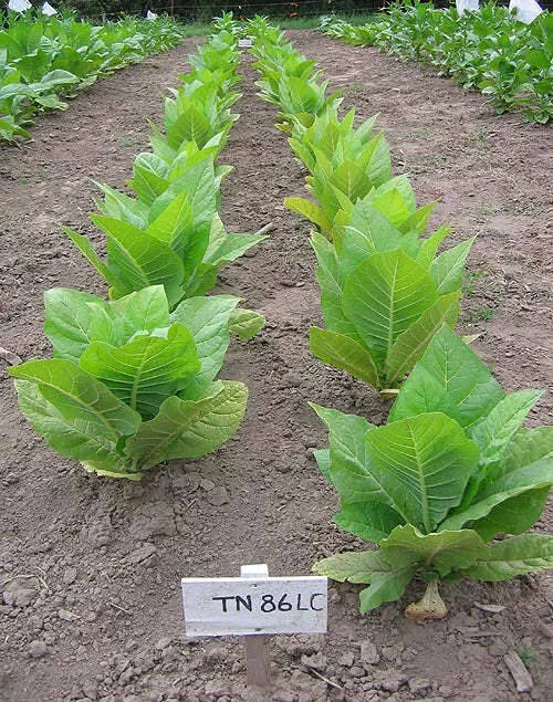 TN86 LC Burley Tobacco