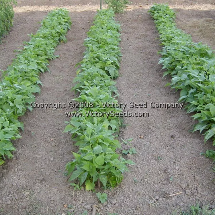 Promise (or 1898) Half Runner Bush Green Bean