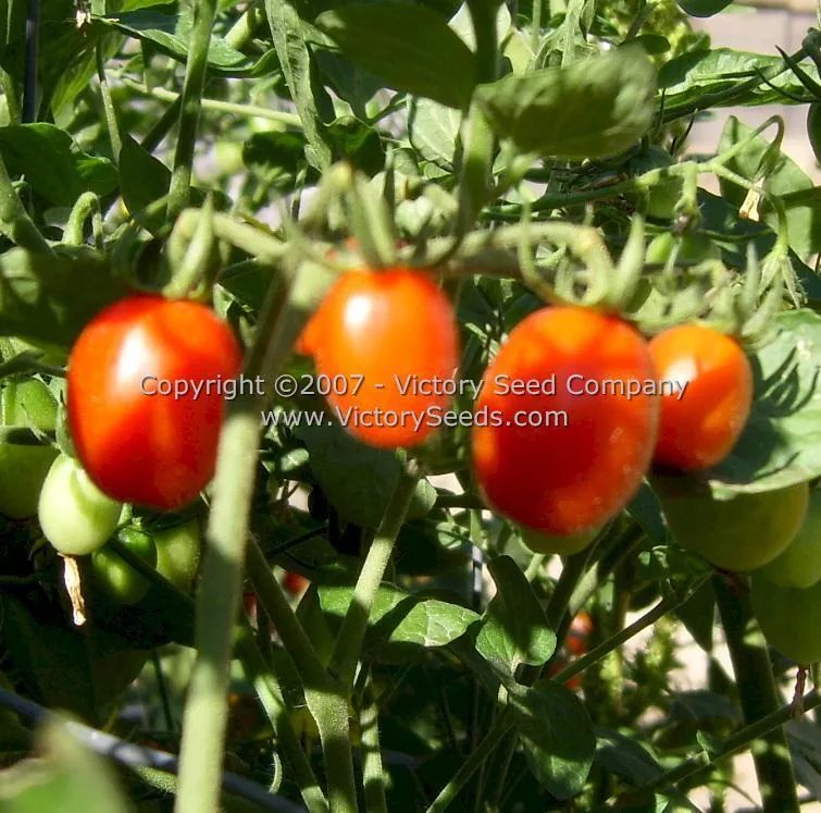 Red Grape Tomato