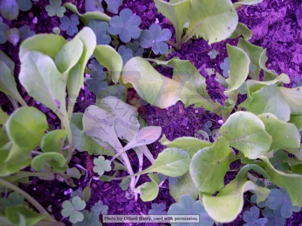 Bibb Lettuce