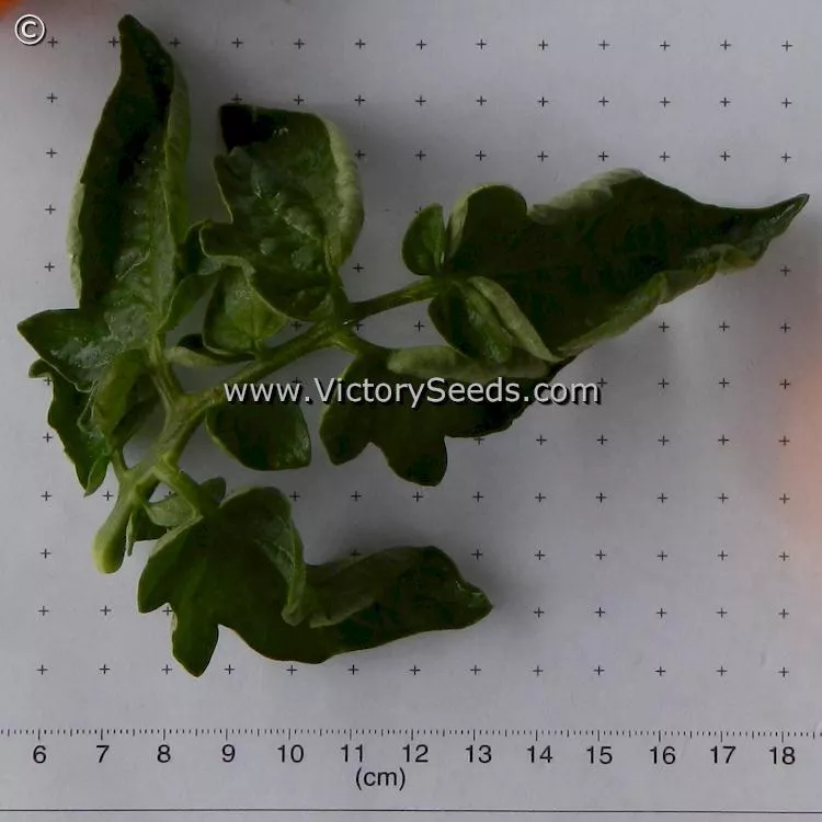 Orange Tree Tomato