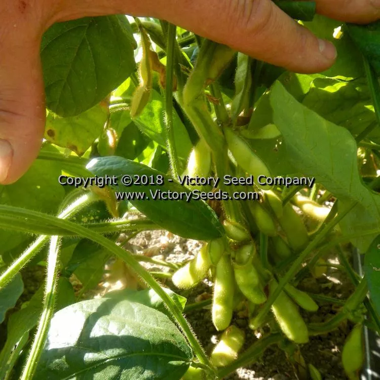 Hidatsa Soybean