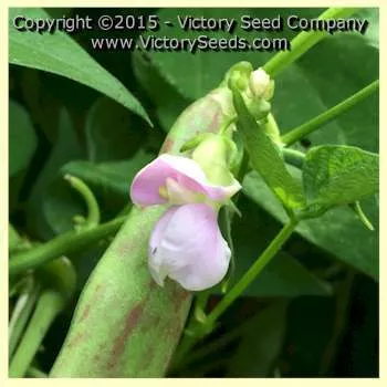 Borlotto (Borlotti) Italian Garden Bean