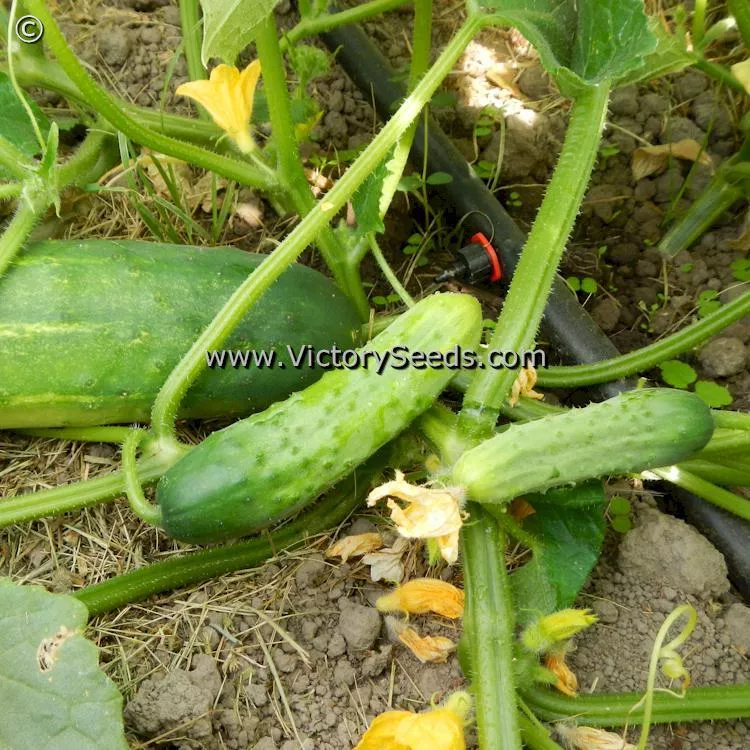Ashley Cucumber