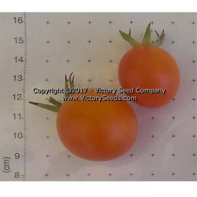 Jaune Flammée Tomato
