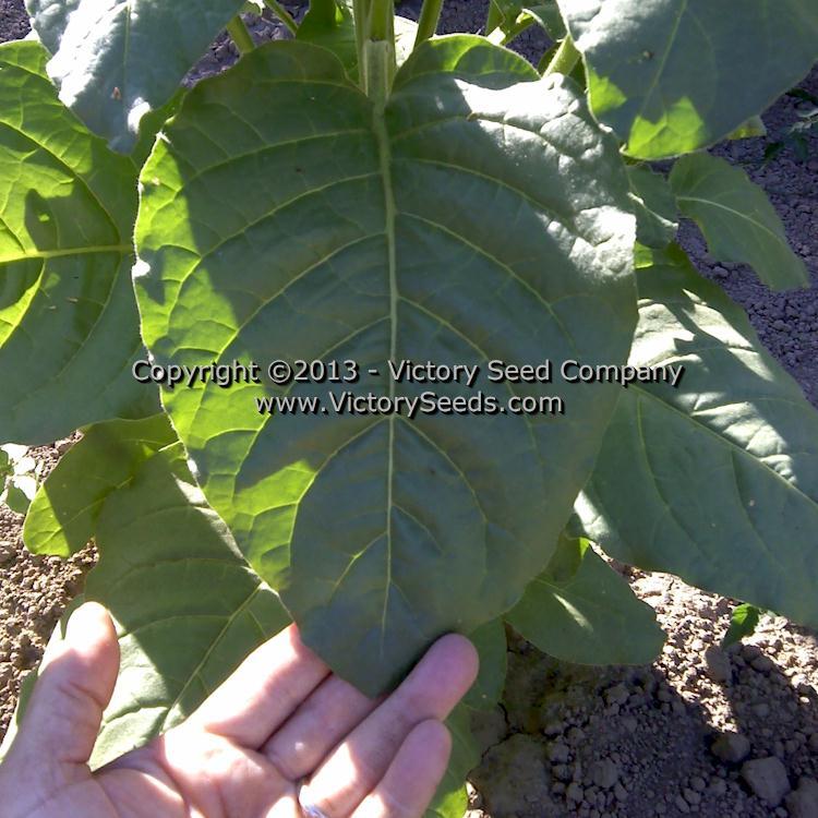 Isleta Pueblo Tobacco