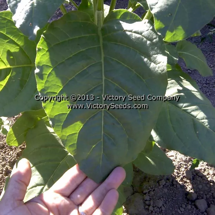 Isleta Pueblo Tobacco