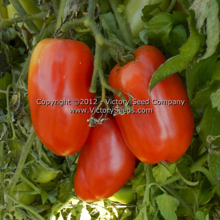 Libby's Pride Tomato