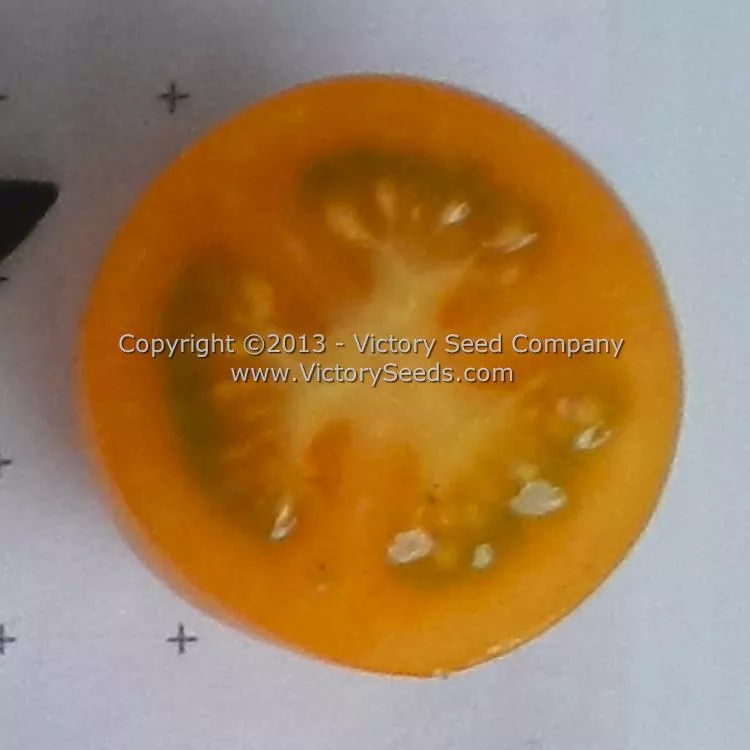 Katinka Cherry Tomato
