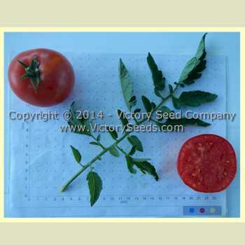 Tait's 'Trucker's Delight' Tomato