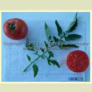 Tait's 'Trucker's Delight' Tomato
