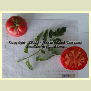 Livingston's Beauty Tomato