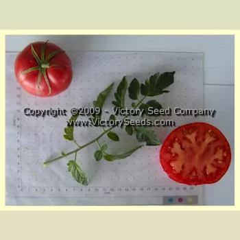Livingston's Beauty Tomato