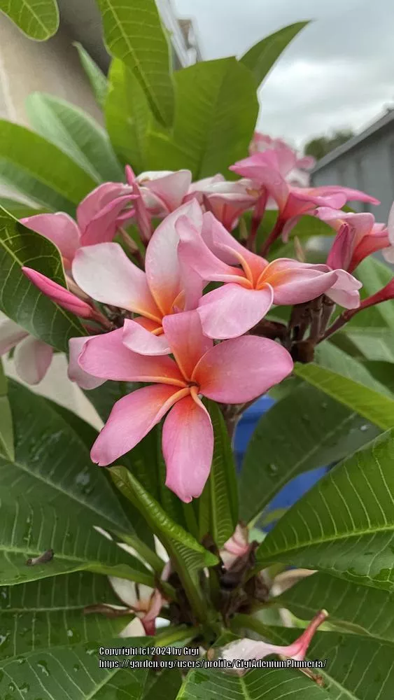 Plumeria 'Compact Mix'