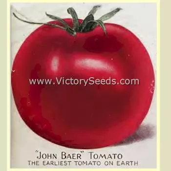 John Baer Tomato