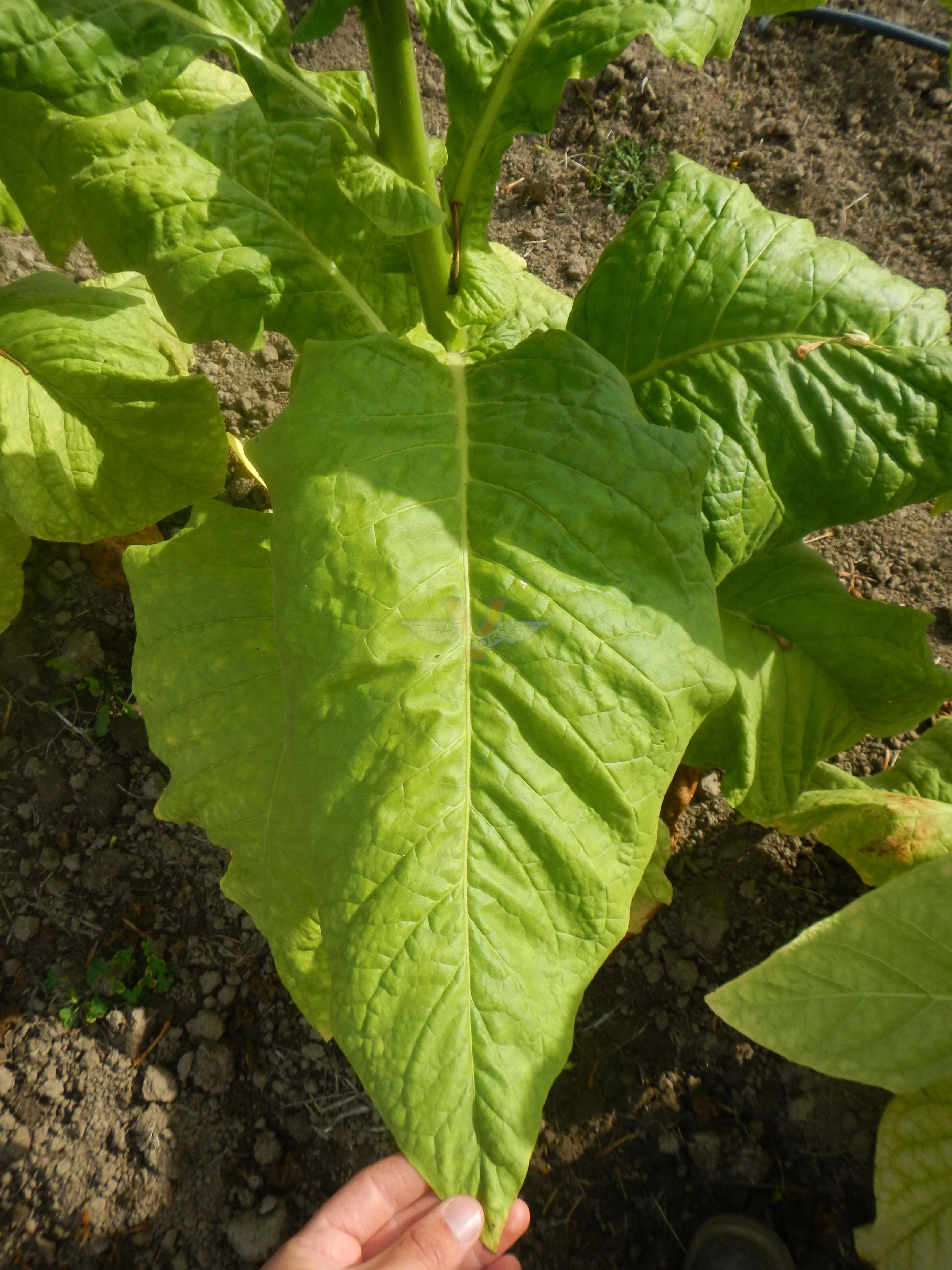 Delcrest Tobacco