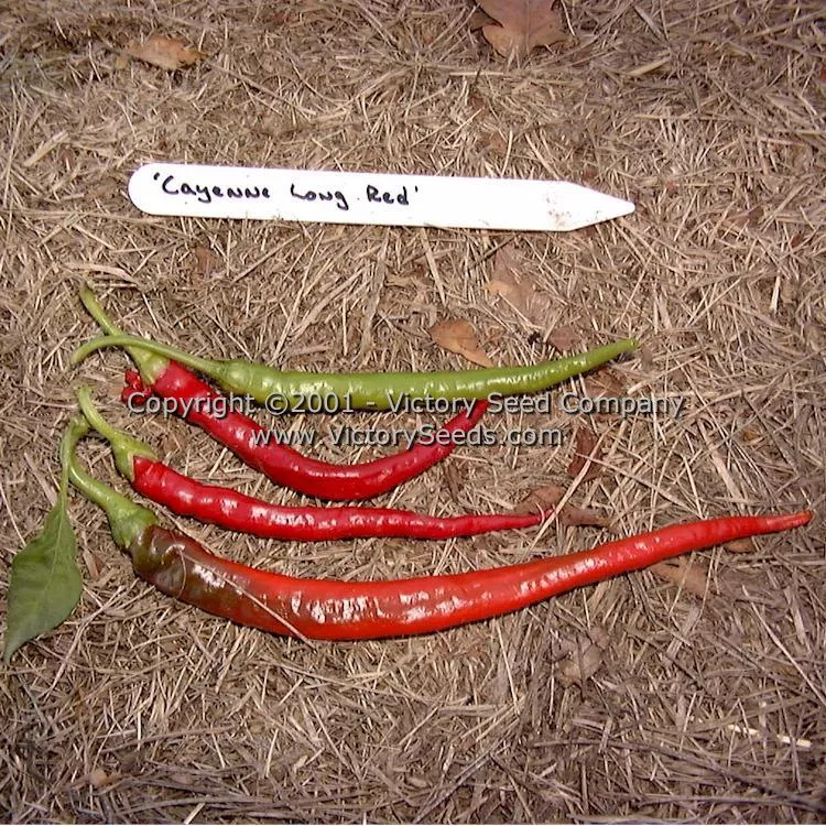 Long Red Cayenne Hot Pepper