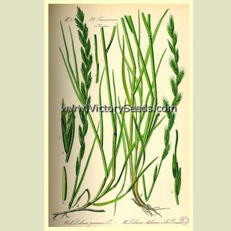 Ryegrass, Annual