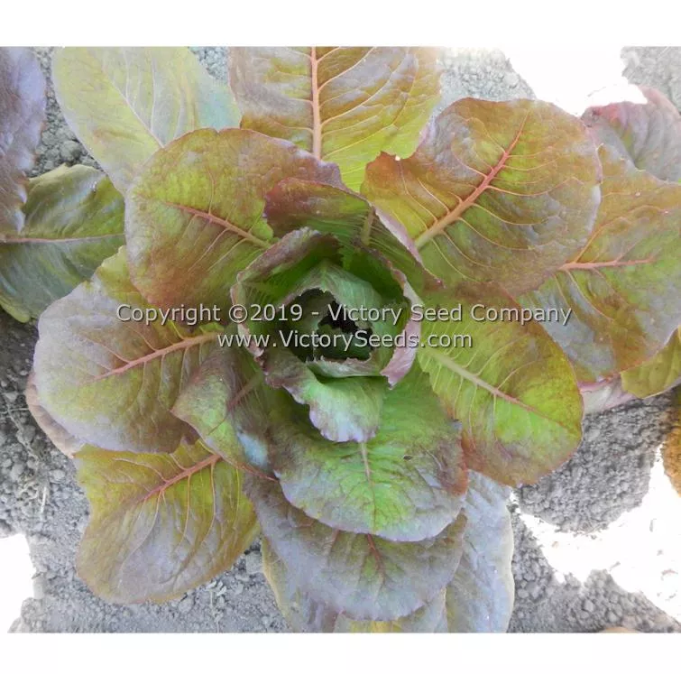 Rouge d'Hiver Romaine Lettuce