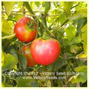 Marvelosa Tomato