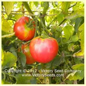 Marvelosa Tomato