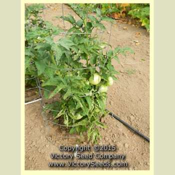 Sweet Adelaide Tomato