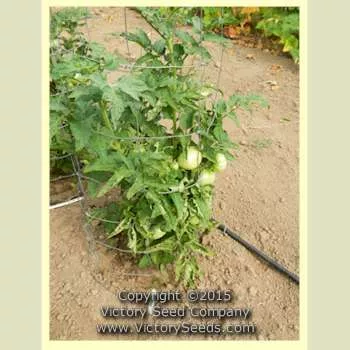 Sweet Adelaide Tomato