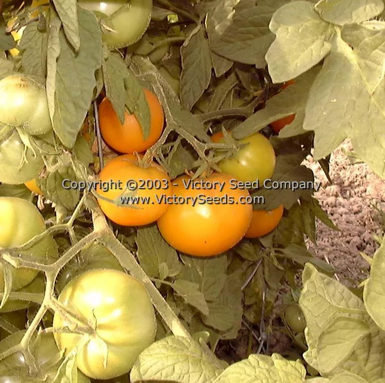 Golden Bison Tomato