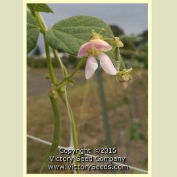 Petaluma Gold Rush Garden Bean
