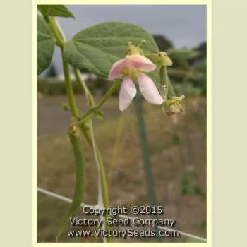 Petaluma Gold Rush Garden Bean