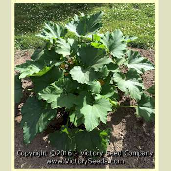 Lubnani Summer Squash