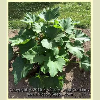 Lubnani Summer Squash