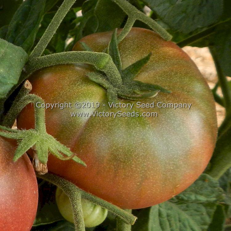 Dwarf Vince's Haze Tomato