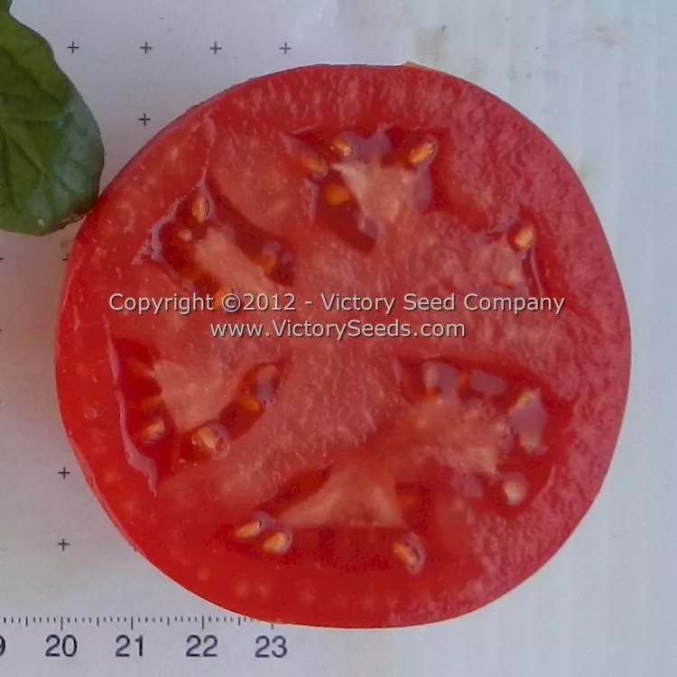 Nepal Tomato