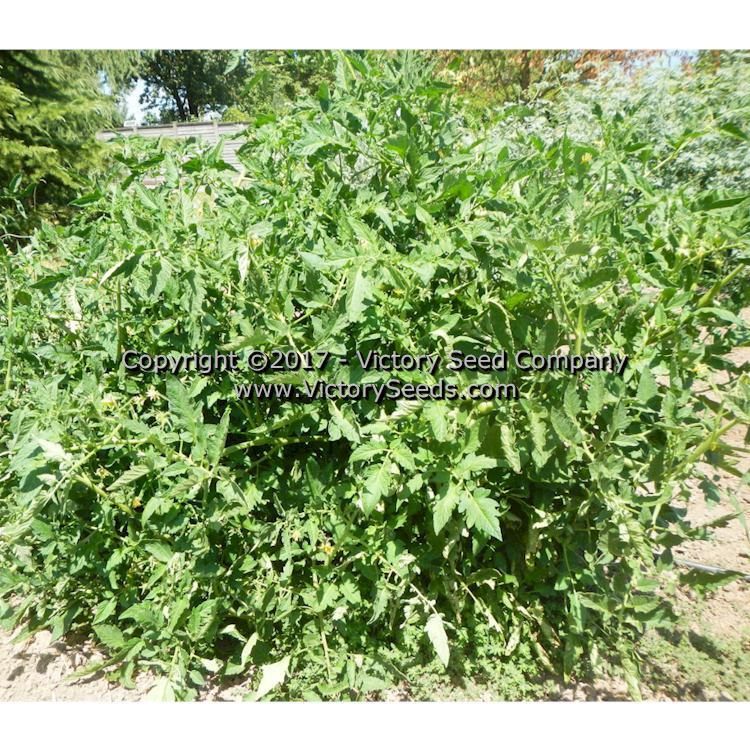 Yusupov Tomato